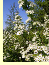 Спирея тунберга (Spiraea thunbergii) Спирея тунберга (Spiraea thunbergii)